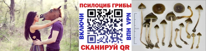 ОМГ ОМГ сайт  Ревда  Псилоцибиновые грибы мухоморы 